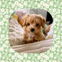 Teacup Trudi , a female Maltipoo for sale in Watertown, TN – 3 of 4