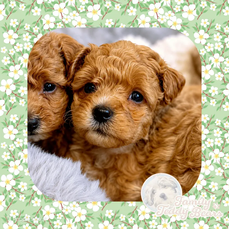 Dug  – Maltipoo puppy for sale in Watertown, TN