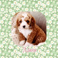 Maisie, a female Cavapoo for sale in Watertown, TN – 2 of 3