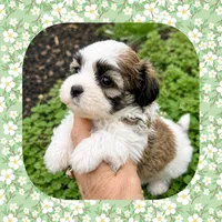 Amber , a female Shichon for sale in Watertown, TN – 2 of 2