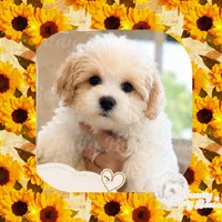 Benny , a male Maltipoo for sale in Lebanon, TN – 4 of 5
