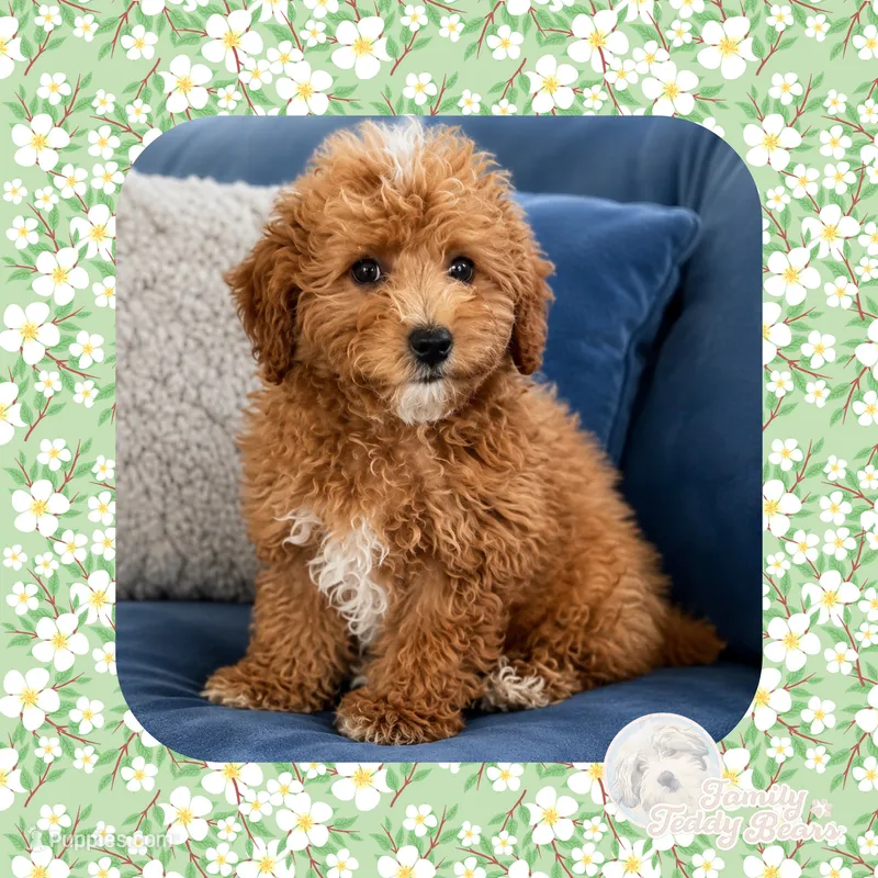 Chili Pup – Bichpoo, Poochon puppy for sale in Watertown, TN
