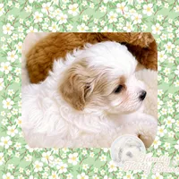 Bolt, a male Maltipoo for sale in Watertown, TN – 2 of 2