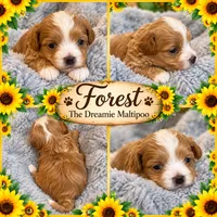 Forest , a male Maltipoo for sale in Lebanon, TN – 1 of 2