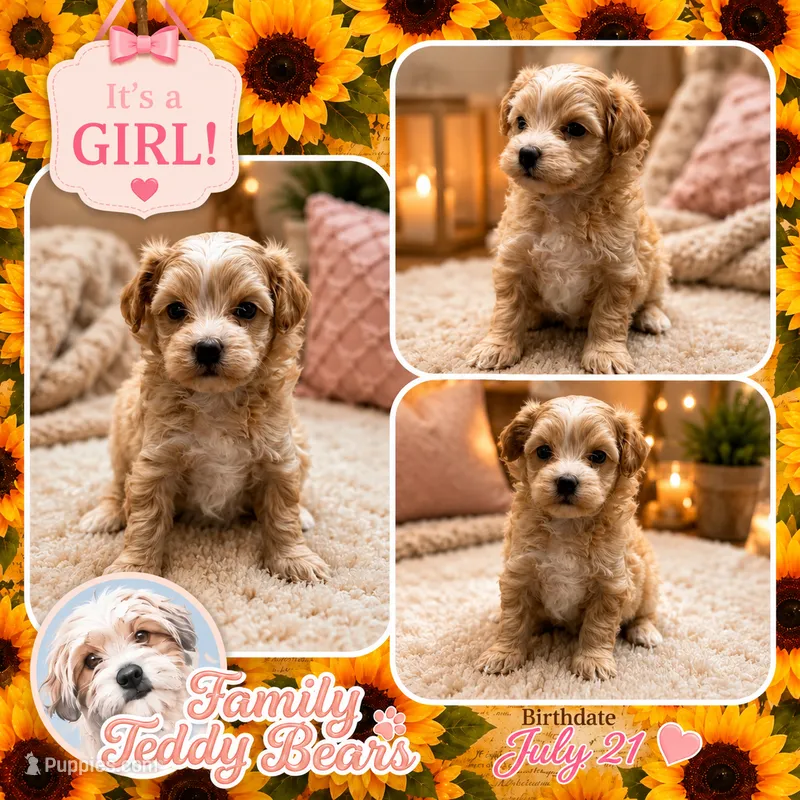Nina  – Maltipoo puppy for sale in Watertown, TN