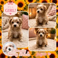 Nina , a female Maltipoo for sale in Lebanon, TN – 1 of 1