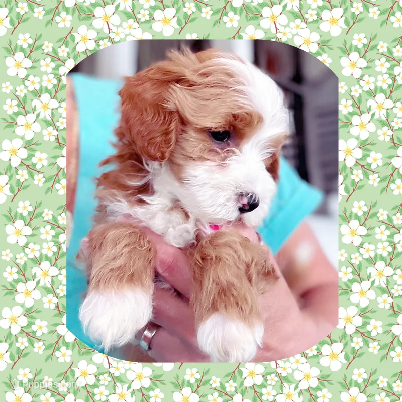 Pablo  – Maltipoo puppy for sale in Watertown, TN