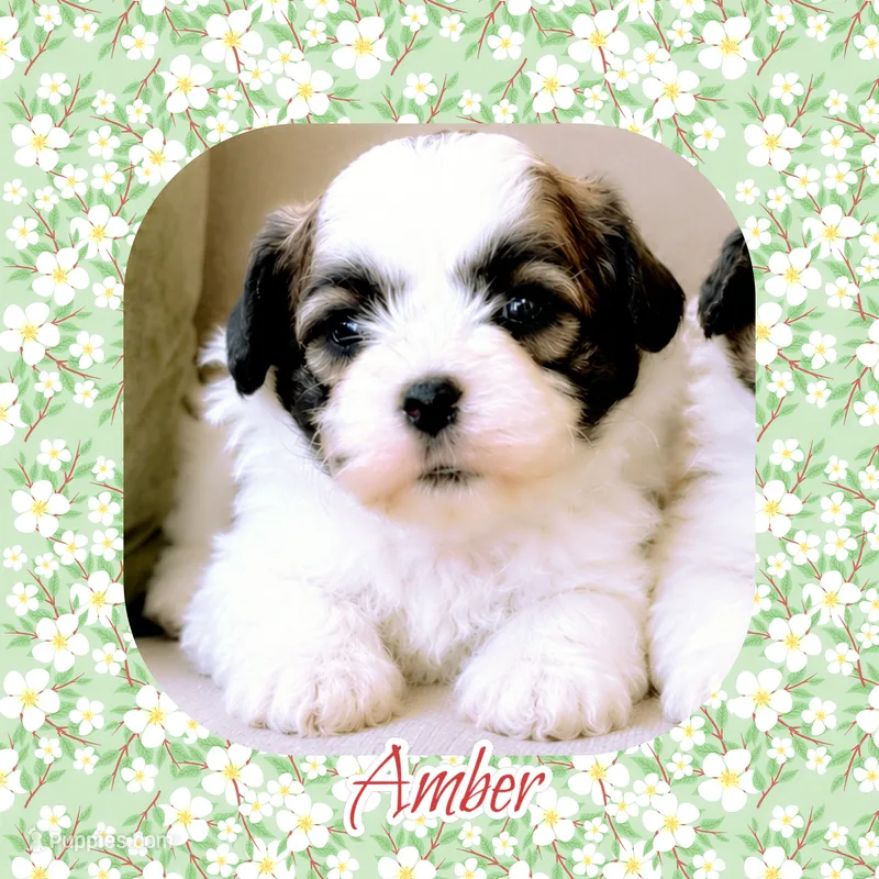 Moxie – Shichon puppy for sale in Watertown, TN