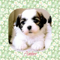 Moxie, a female Shichon for sale in Watertown, TN – 1 of 1