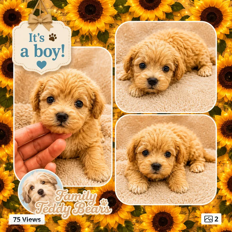 Luke  – Maltipoo puppy for sale in Watertown, TN