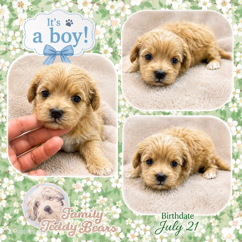 Luke  – Maltipoo puppy for sale in Watertown, TN