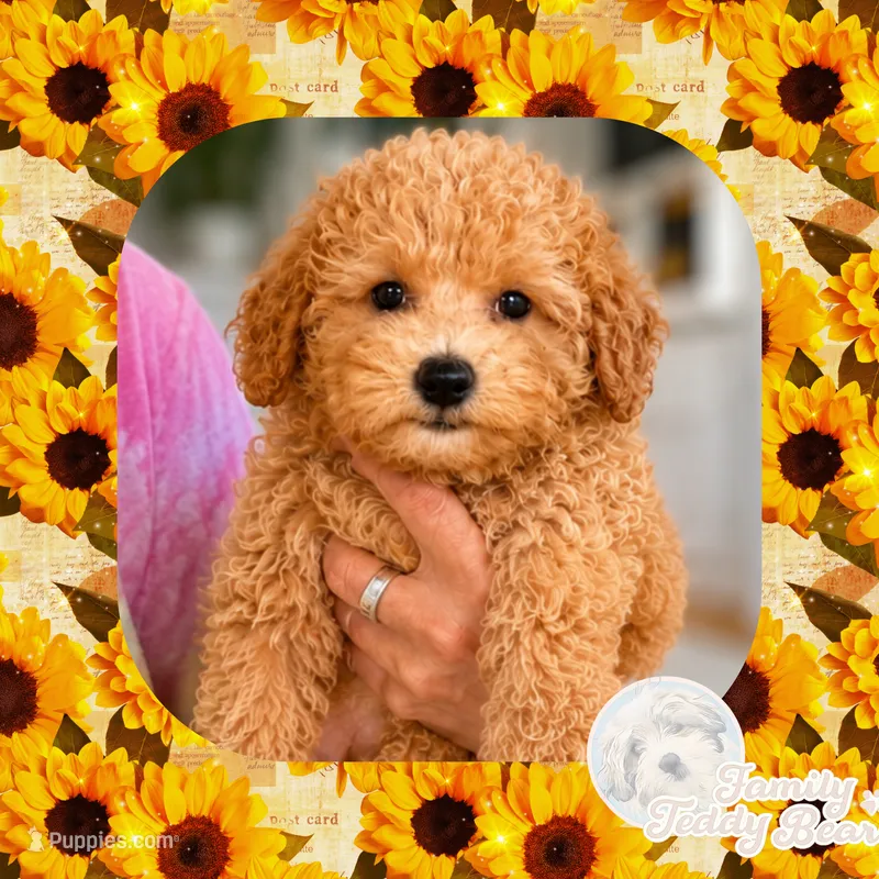 Jude  – Maltipoo puppy for sale in Watertown, TN