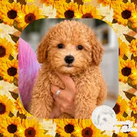 Jude , a male Maltipoo for sale in Lebanon, TN – 1 of 3