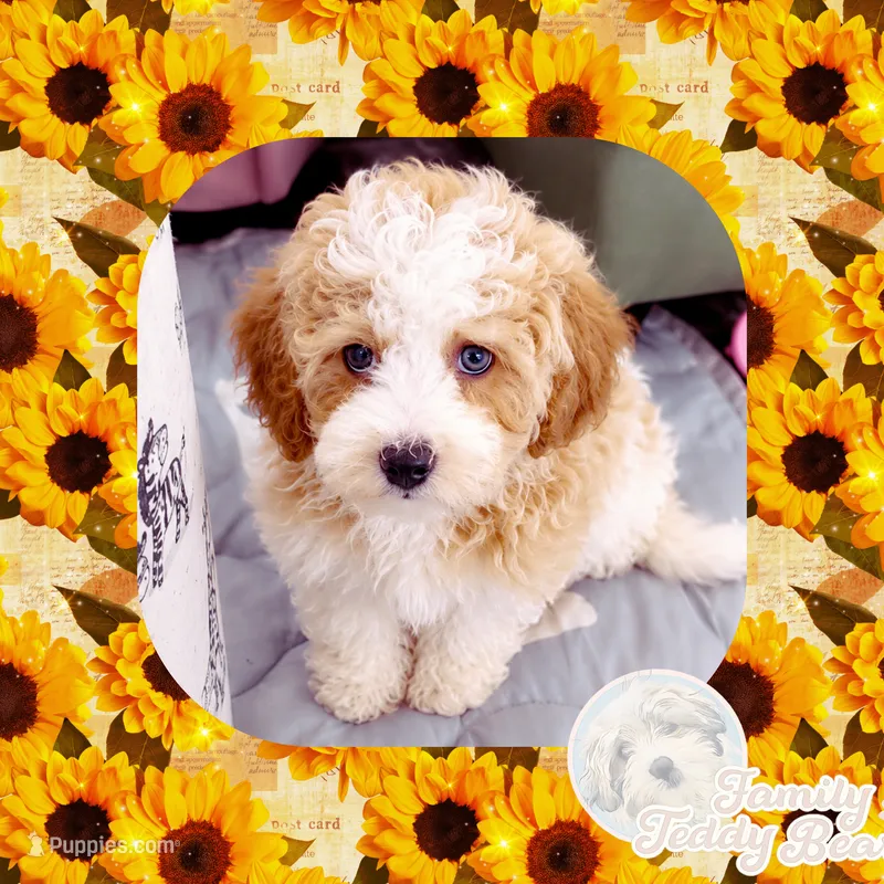 Jenga – Maltipoo puppy for sale in Watertown, TN