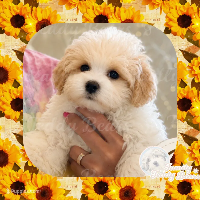 Benny  – Maltipoo puppy for sale in Watertown, TN