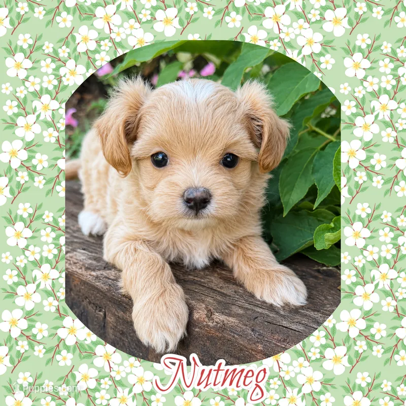 Nutmeg  – Maltipoo puppy for sale in Watertown, TN