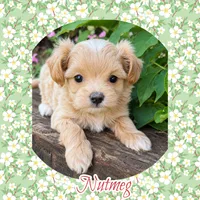 Nutmeg , a female Maltipoo for sale in Watertown, TN – 1 of 1