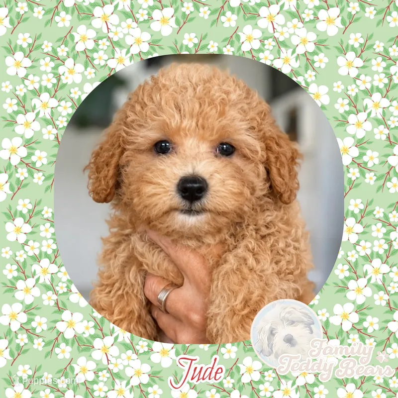 Jude  – Maltipoo puppy for sale in Watertown, TN