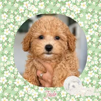 Jude , a male Maltipoo for sale in Watertown, TN – 1 of 1