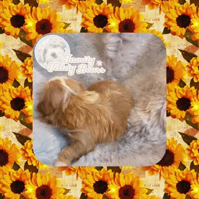 Forest , a male Maltipoo for sale in Lebanon, TN – 2 of 2