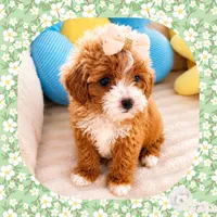 Precious , a female Cavapoo for sale in Watertown, TN – 1 of 3