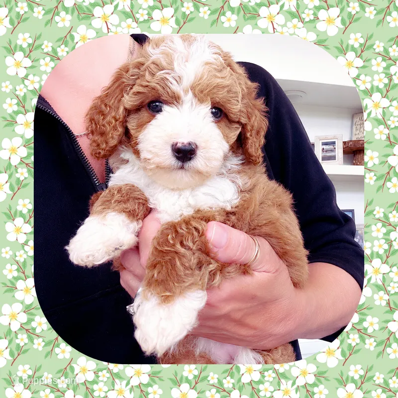 Toby – Cavapoo puppy for sale in Watertown, TN