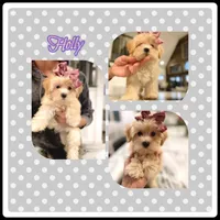 Morkie Sissies, a female Yorkshire Terrier and Morkie for sale in Watertown, TN – Photo 4 of 4