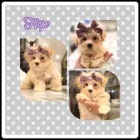 Morkie Sissies, a female Yorkshire Terrier and Morkie for sale in Watertown, TN – Photo 3 of 4