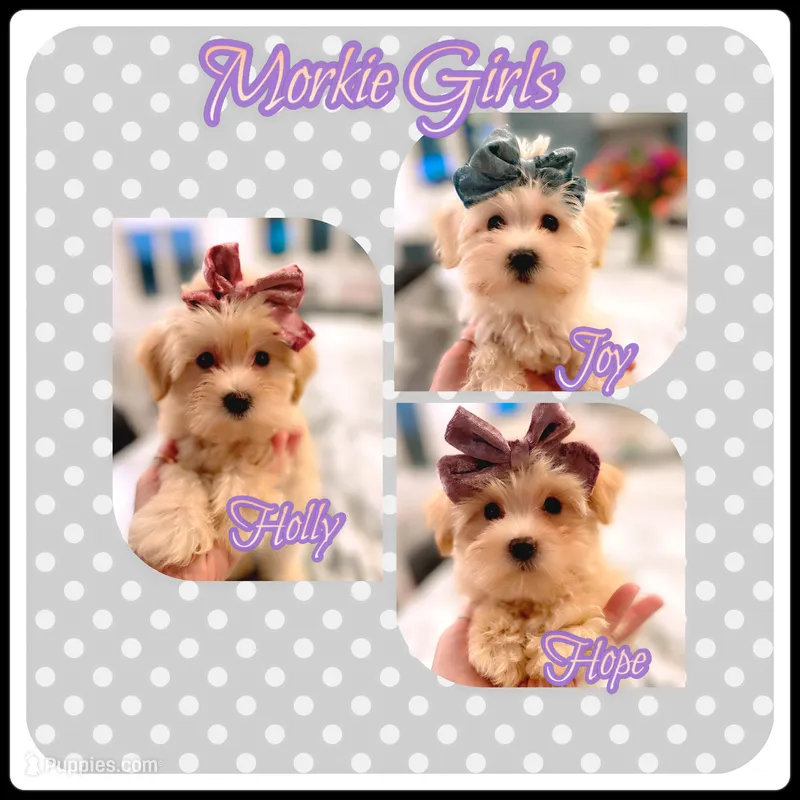 Morkie Sissies