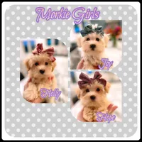 Morkie Sissies, a female Yorkshire Terrier and Morkie for sale in Watertown, TN – Photo 1 of 4