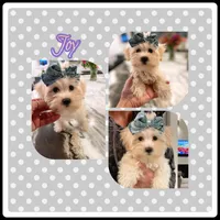 Morkie Sissies, a female Yorkshire Terrier and Morkie for sale in Watertown, TN – Photo 2 of 4