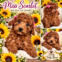 Teacup Scarlet , a female Poodle - Toy  for sale in Lebanon, TN – 1 of 2