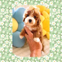 Precious , a female Cavapoo for sale in Watertown, TN – 2 of 3
