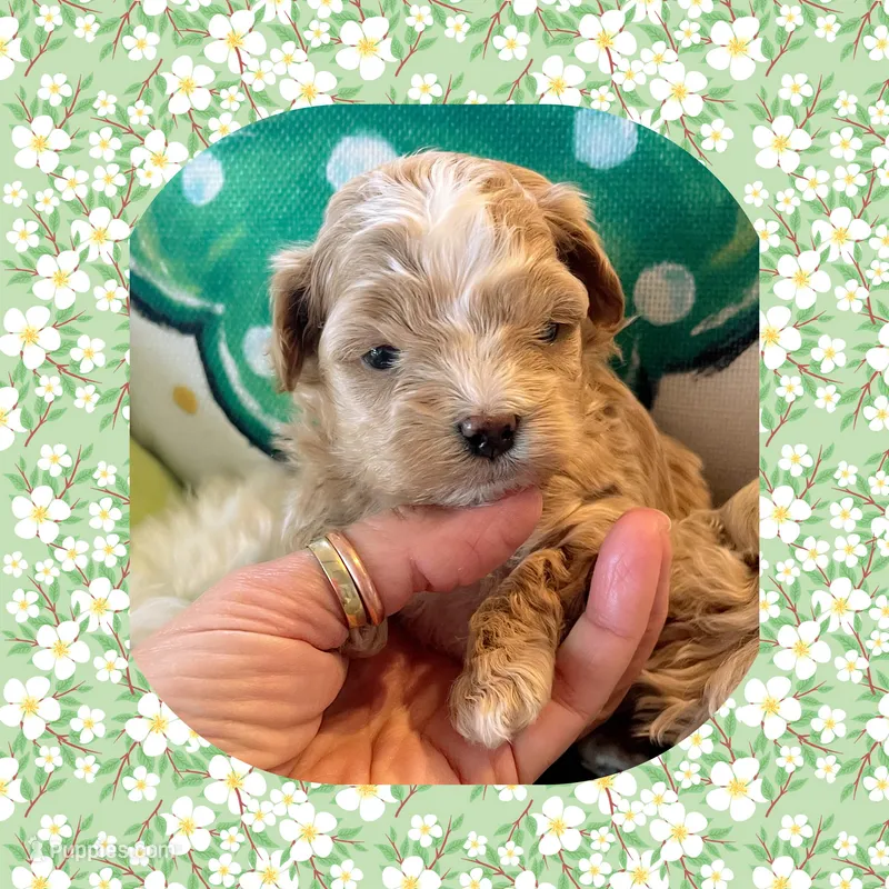 Fozzie Bear  – Maltipoo puppy for sale in Watertown, TN