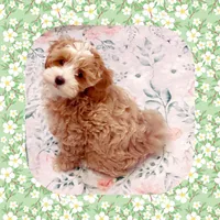Handsome, a male Maltipoo for sale in Watertown, TN – Photo 2 of 5