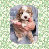 Fozzie Bear , a male Maltipoo for sale in Watertown, TN – Photo 2 of 2