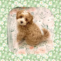 Handsome, a male Maltipoo for sale in Watertown, TN – Photo 3 of 5
