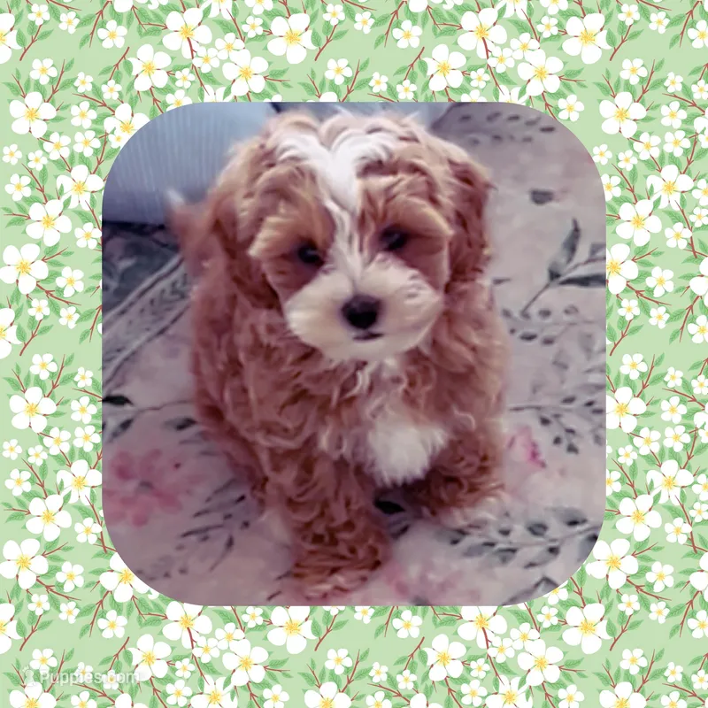 Fozzie Bear  – Maltipoo puppy for sale in Watertown, TN