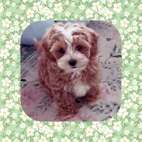 Handsome, a male Maltipoo for sale in Watertown, TN – Photo 1 of 5
