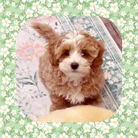 Handsome, a male Maltipoo for sale in Watertown, TN – Photo 4 of 5