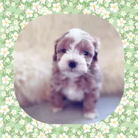 Fozzie Bear , a male Maltipoo for sale in Watertown, TN – Photo 1 of 2