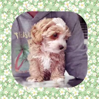 Handsome, a male Maltipoo for sale in Watertown, TN – Photo 5 of 5