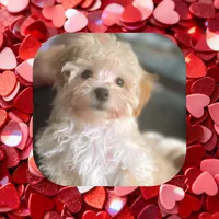 Teacup Cupid , a male Maltipoo for sale in Watertown, TN – Photo 1 of 2