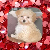 Teacup Cupid , a male Maltipoo for sale in Watertown, TN – Photo 2 of 2