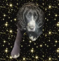 Giant Teddy Bears, a female Great Dane and Poodle - Multi-Colored Standard for sale in Watertown, TN – Photo 4 of 5