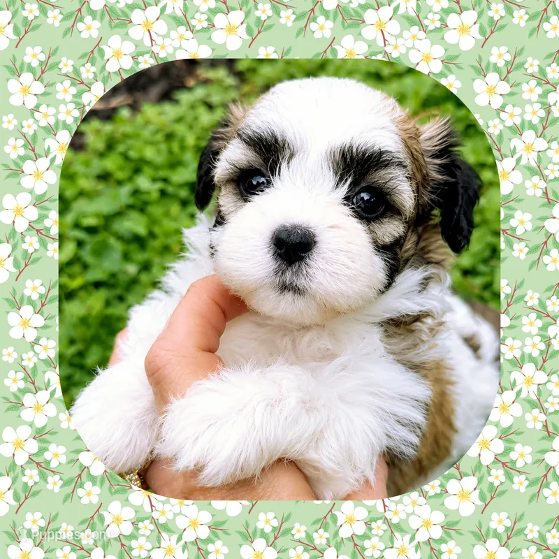 Amber  – Shichon puppy for sale in Watertown, TN