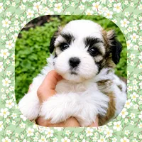 Amber , a female Shichon for sale in Watertown, TN – 1 of 2