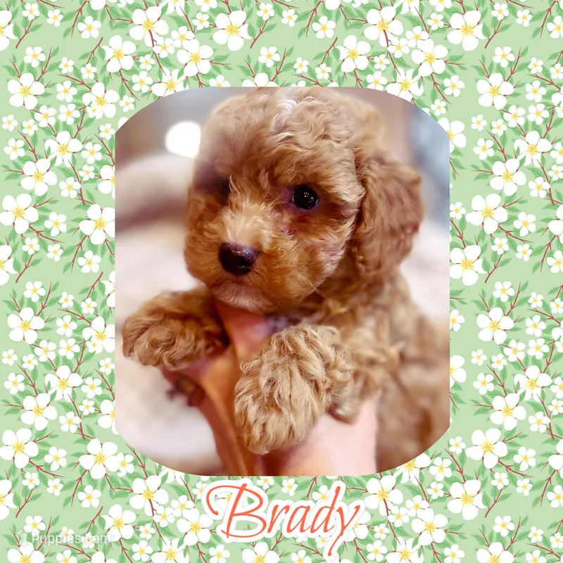 Brady  – Poodle - Toy  puppy for sale in Watertown, TN