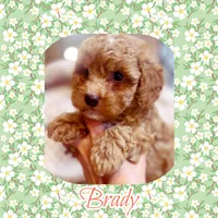 Brady , a male Poodle - Toy  for sale in Watertown, TN – Photo 1 of 2