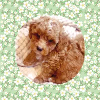 Brady , a male Poodle - Toy  for sale in Watertown, TN – Photo 2 of 2